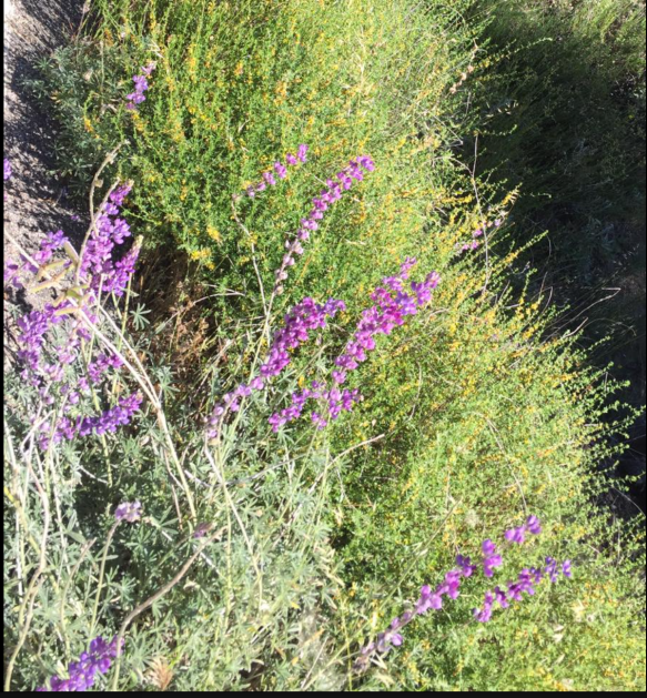 Screen Shot 2017-05-28 at 10.48.16 AM